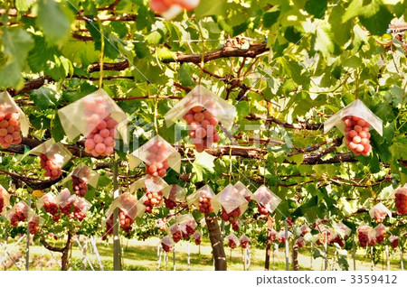 秋之美食 葡萄園 葡萄架 3359412