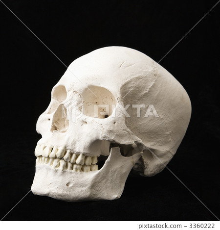 Human skull. 3360222