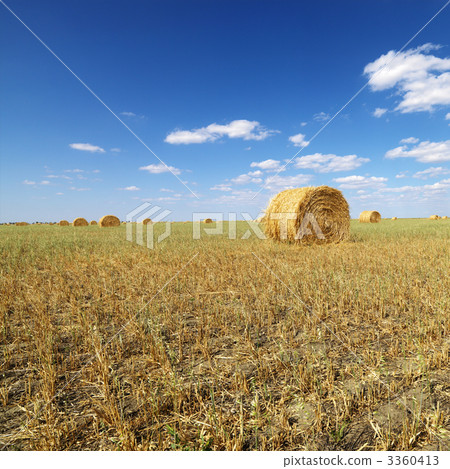 Hay bales in field. Hay bales in field. 3360413