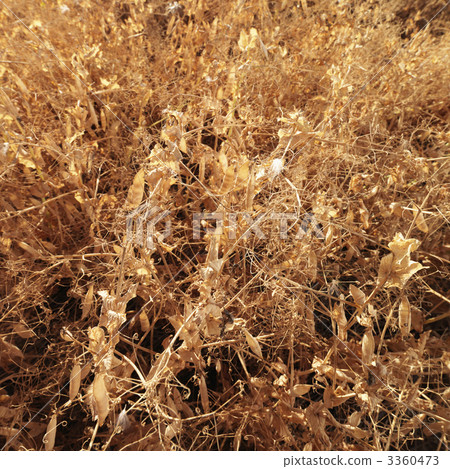 Drying plants. 3360473