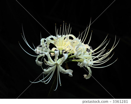 白色簇狀孤挺花 白色簇狀孤挺花 3361281