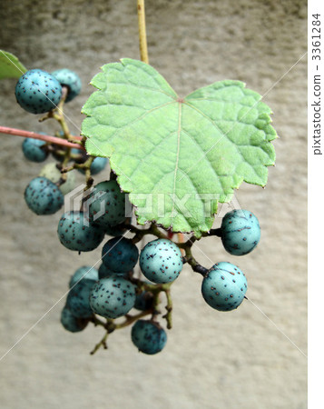 葡萄coignetiae 3361284