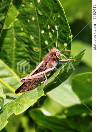 巴坦加粳稻 巴坦加粳稻 3362411