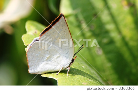 Uragine簡潔 3363305