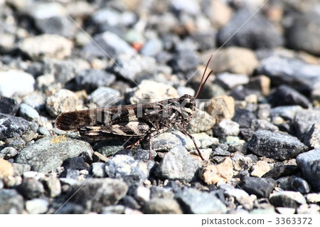 Car grasshopper 3363372