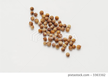 coriander 3363382