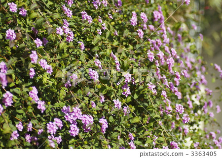 馬纓丹 小花 丁香花 3363405