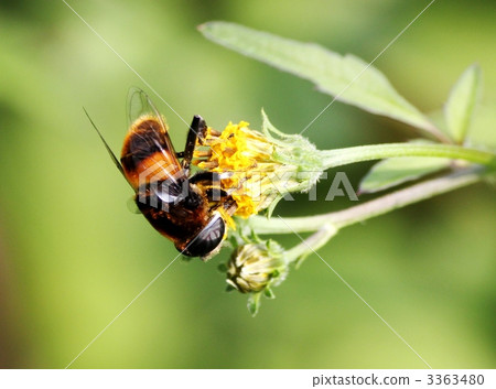 Oohanabe吮吸花蜜 3363480