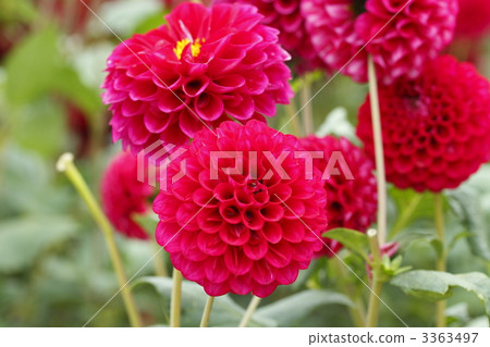 autumn flowers, dahlipinnata, dahlia 3363497