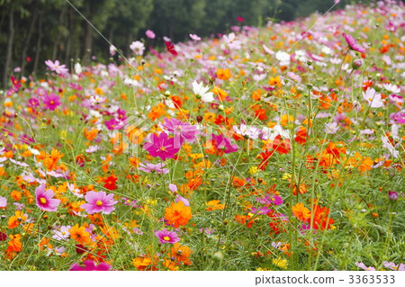 許多鮮花盛開 盛開 茂盛 3363533