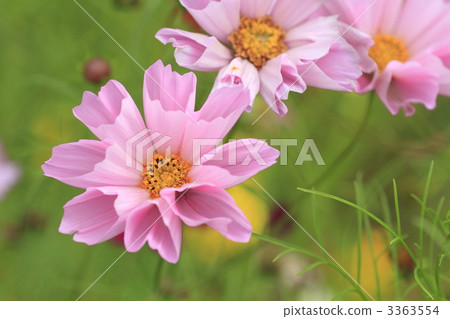 大波斯菊 盛開 茂盛 3363554