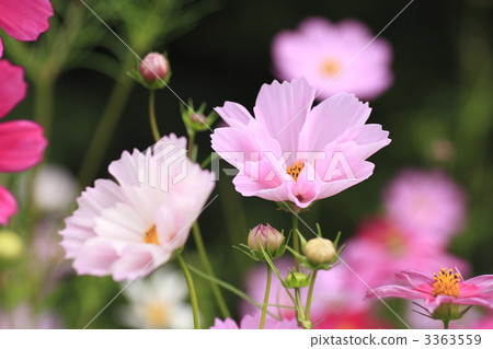 大波斯菊 秋英 秋花 3363559