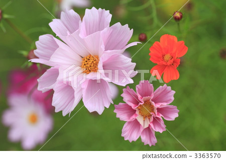 大波斯菊 底圖 背景 3363570