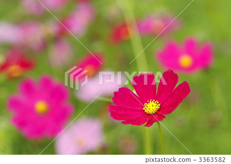 大波斯菊 日本貼梗海棠 秸稈 3363582