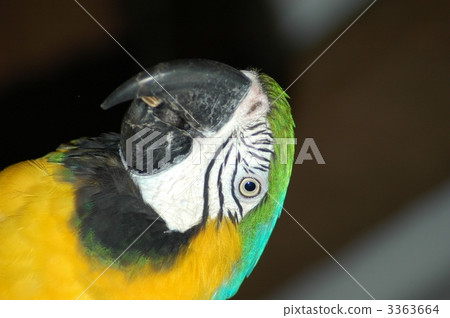 Ruri Macawo 3363664