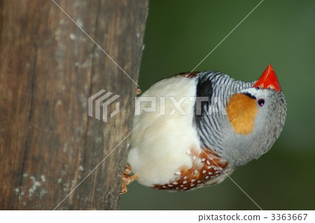 Kurimimi quince Zebra Finch Kurimimi quince Zebra Finch 3363667