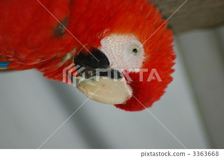 Green-winged Macaw Green-winged Macaw 3363668