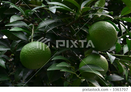 分支 樹枝 食物 3363707