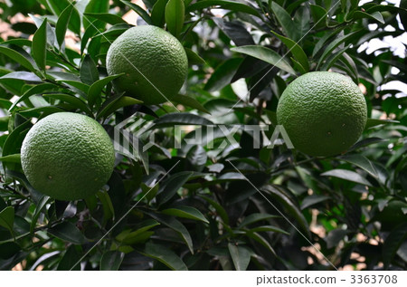 夏蜜柑 水果 未熟 3363708