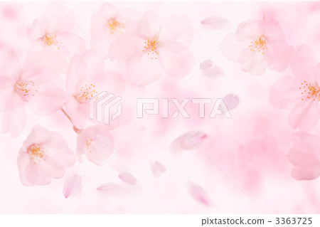 櫻花圖像 3363725