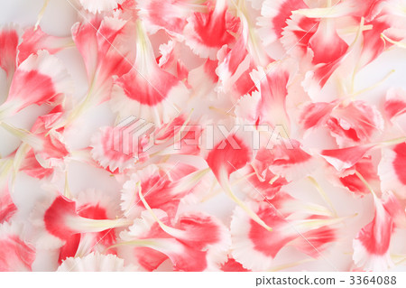 Carnation and petals 3364088