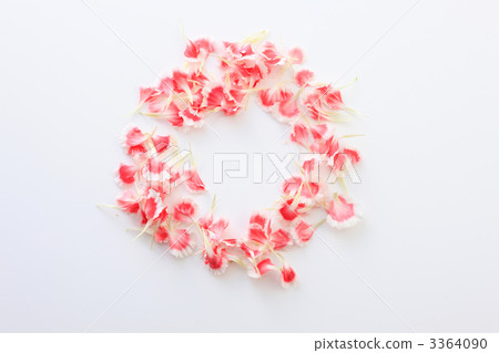 Carnation and petals 3364090