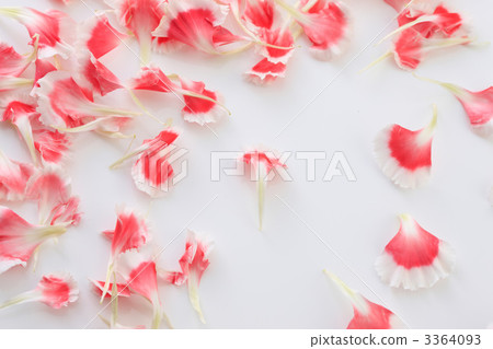 康乃馨和花瓣 3364093