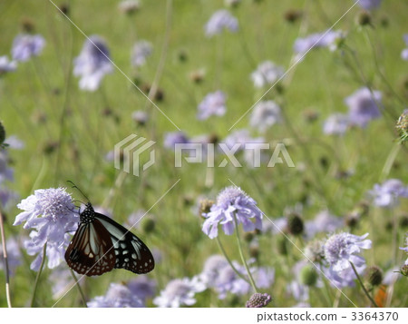 Asagi madara sticking to Matsumushi 3364370