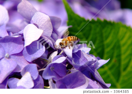 A bee 3364385