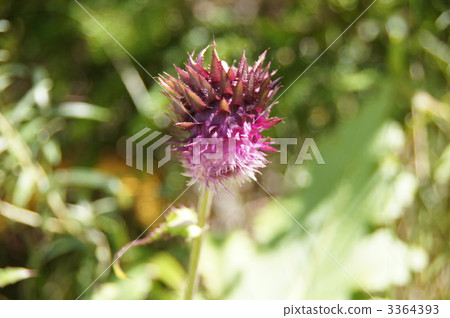 Nambo thistle 3364393