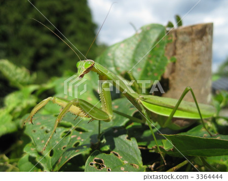 成蟲 成蟲 3364444