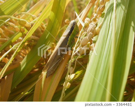 Grasshopper on rice Grasshopper on rice 3364481
