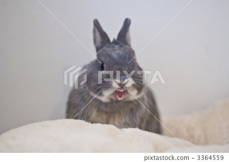 對兔子打哈欠 3364559
