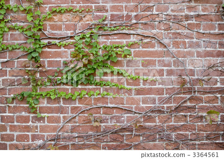 磚和藤 磚和藤 3364561