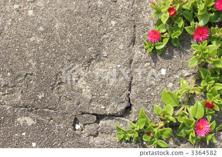 Hanadzurusou 3364582