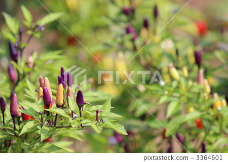 Goshiki Capsicum 3364601