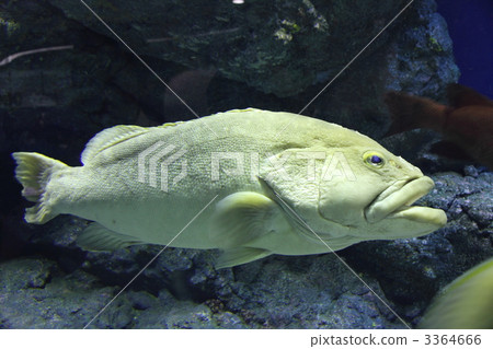 longtooth grouper, one, fish 3364666