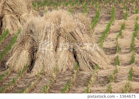 水稻收穫 3364675