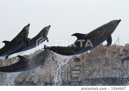 寬吻海豚 3364687