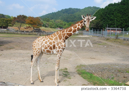 giraffa, giraffe, side figure 3364738
