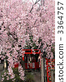red weeping cherry tree, weeping cherry, weeping cherry tree 3364757