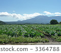 cabbage farm, vegetable field, field 3364788
