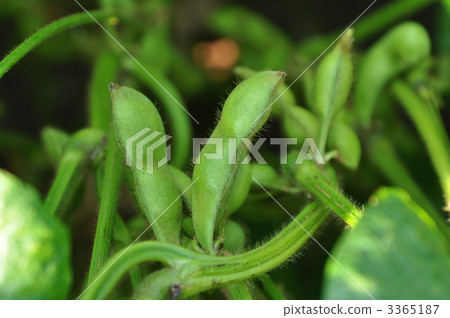 Black soybean edamame 3365187