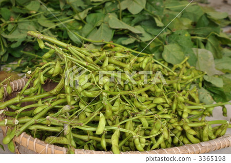 Black soybean edamame Black soybean edamame 3365198