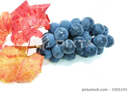 Giant pea fruit and leaves lateral position horizontal Giant pea fruit and leaves lateral position horizontal 3365243