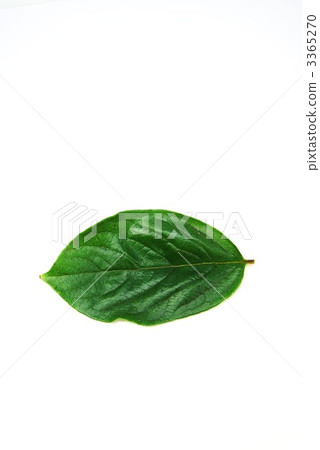 Persimmon leaf 1 leaf horizontal vertical position Persimmon leaf 1 leaf horizontal vertical position 3365270