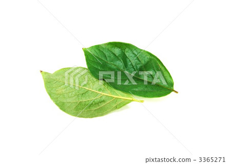 柿子葉正面和背面兩側 柿子葉正面和背面兩側 3365271