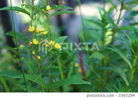Flower transverse position of Kusareedama (grass extinct) 3365294