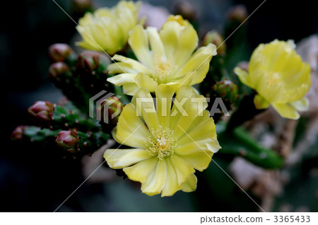 Tanushiwa花 3365433