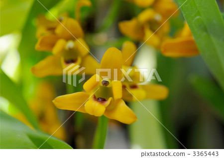 Licaste Licaste 3365443